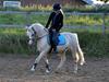 Welsh Pony (sec B) Sundance [Tidl. part]
