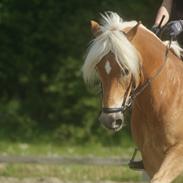 Haflinger Kløvs Wito