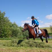 Welsh Cob (sec D) Stallone 