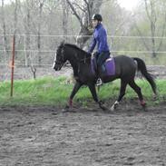 Anden særlig race Dusty