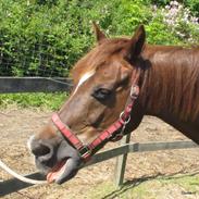 Anden særlig race Hokus Pokus 2 (Hugo)<3