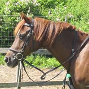 Anden særlig race Hokus Pokus 2 (Hugo)<3