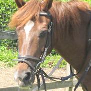 Anden særlig race Hokus Pokus 2 (Hugo)<3