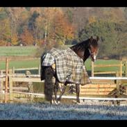 DSP Algecirás Kærlund