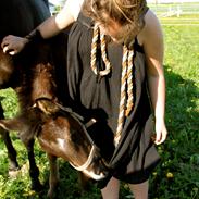 Dansk Varmblod Vestgårdens Olympia