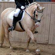 Welsh Pony (sec B) Sundance