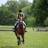 Dansk Varmblod Gamlish Chaday-Deligth