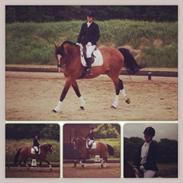 Dansk Varmblod Mew Town Himmelhest 