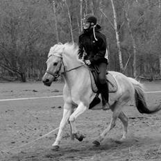 Anden særlig race Athene