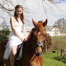 Hollandsk Sportspony Cleopatra O