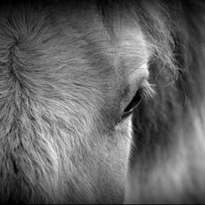 Anden særlig race Sexy Lover