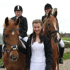 Hollandsk Sportspony Cleopatra O