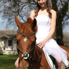 Hollandsk Sportspony Cleopatra O