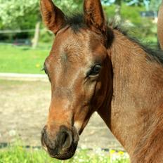 Dansk Varmblod Rosenheim