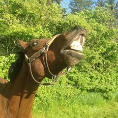 New Forest ORCHID'S PETER PAN 