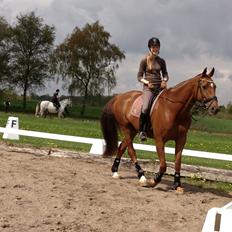 Dansk Varmblod Rønbjergs Zamir