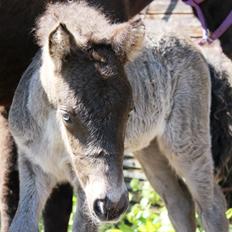 Islænder Eygló Fra Rørsgaard