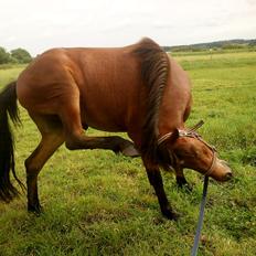 Anden særlig race Borriz <3 R.I.P.