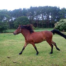 Anden særlig race Borriz <3 R.I.P.