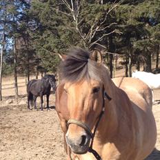 Anden særlig race Thor