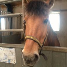 Anden særlig race Thor