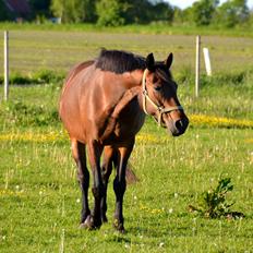 Dansk Varmblod Silhouette