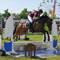 Tysk Sportspony Sultan