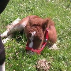 Shetlænder Margurittens Prinsesse Bella