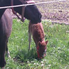 Shetlænder Margurittens Prinsesse Bella
