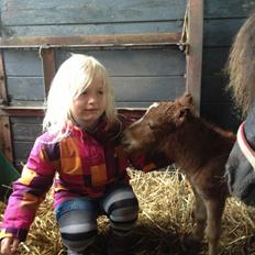 Shetlænder Margurittens Prinsesse Bella