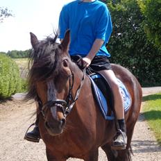 Welsh Cob (sec D) Stallone 