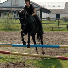 Hollandsk Sportspony La-Petit Fleur