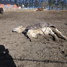 Islænder Grettir Fra Haldum Mark.. Mads (min Part)