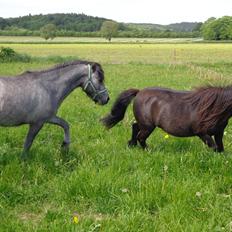Anden særlig race Wickmans Bombay