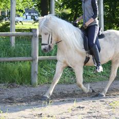 Islænder Lilja fra Skibdal