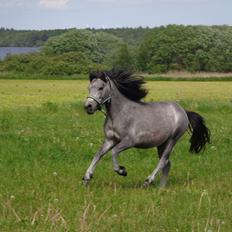 Anden særlig race Wickmans Bombay