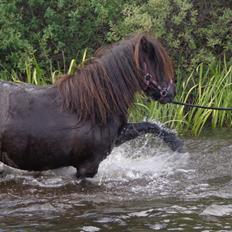 Shetlænder Milimeter