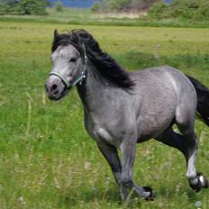 Anden særlig race Wickmans Bombay