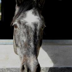 Holstener Schouwgaardens Quinto
