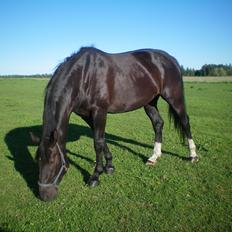 Dansk Varmblod Silva Bakkely