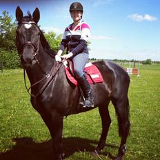 Dansk Varmblod - Carnival (B-HEST) [HIMMEL HEST]