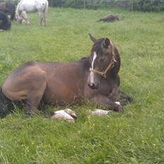 Anden særlig race Deen Lau