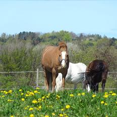 Hollandsk Sportspony Casper  "tidligere pony solgt "