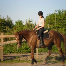 Dansk Varmblod Amazing Amarilla