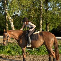 Dansk Varmblod Amazing Amarilla