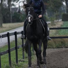 Hannoveraner Linnebjerg's Dollar Girl