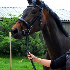 Dansk Varmblod Herslev Mark's Rosita