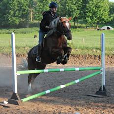Welsh Cob (sec D) Sirius-S [Rider]