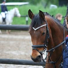 Welsh Cob (sec D) Ciska*prinsessen* [Red]