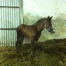 Fuldblod (XX) Mr. Pinkerton <3 Sov godt min dreng :'(